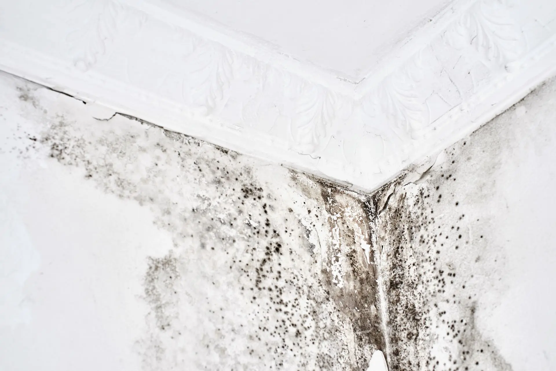Mold Damage Restoration