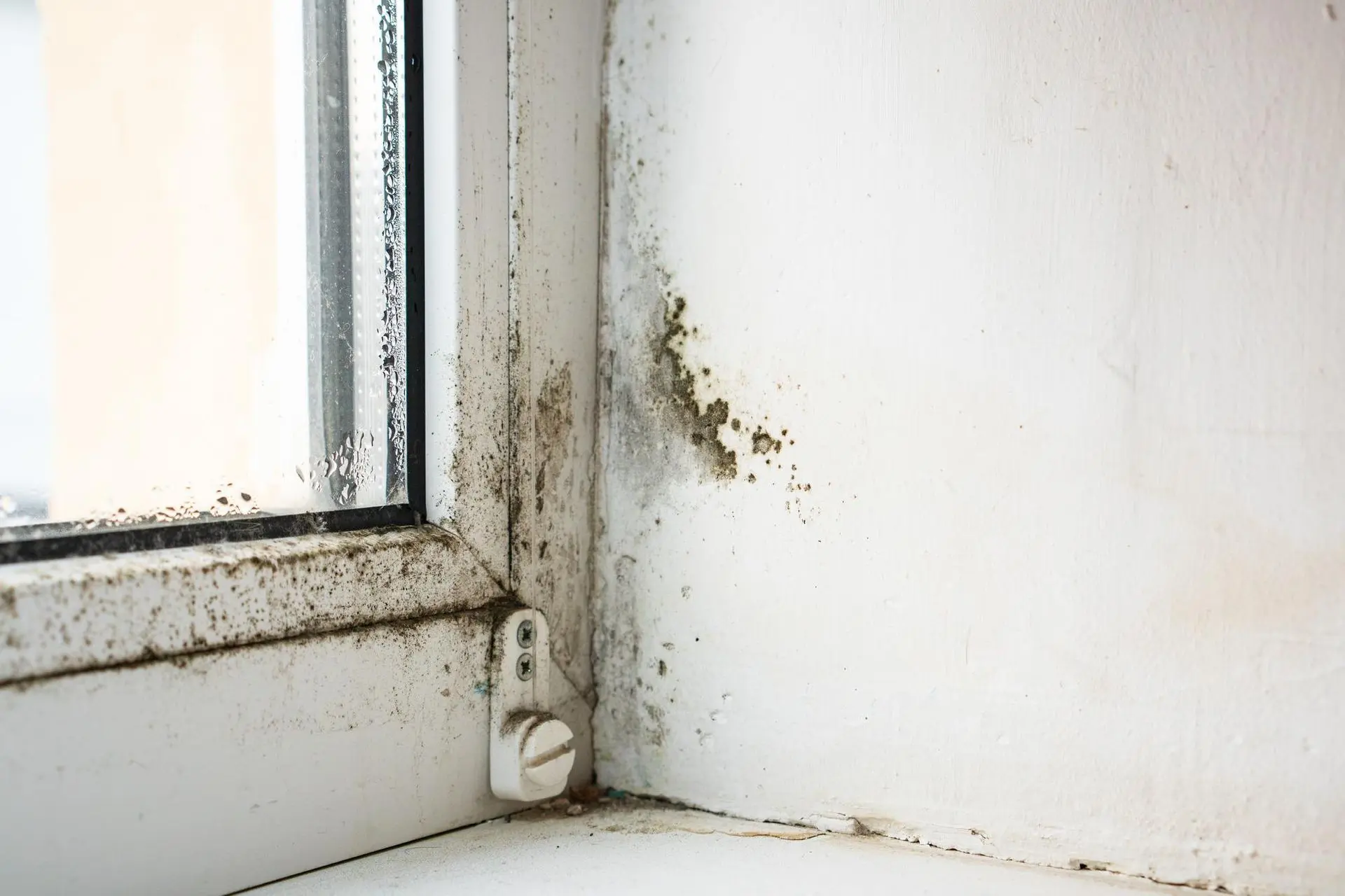 Mold Damage Restoration