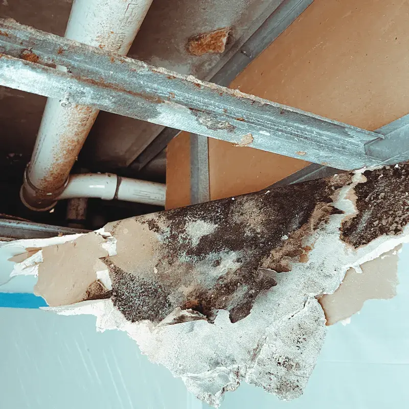 Mold Detection