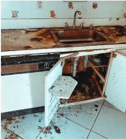 Mold Detection